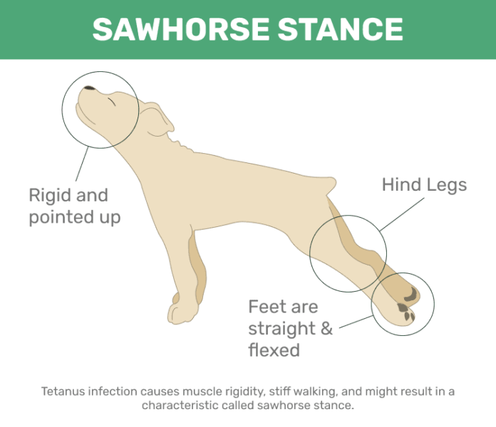 Tetanus in Dogs -sawhorse stance