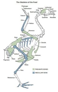 The avian skeleton