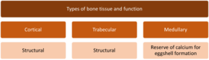 Types of bone tissue