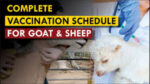 Vaccination for Sheep and Goat