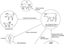 Zoonotic Tuberculosis