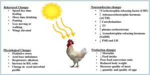 heat stress during summer