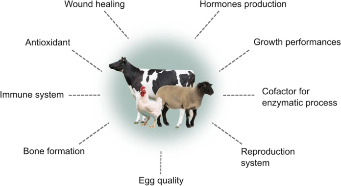 role of zinc in animal nutrition
