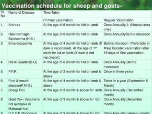 vaccination for sheep & goat