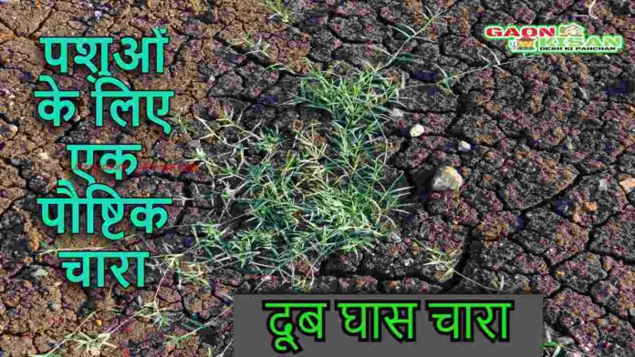 दूब-घास-चारा