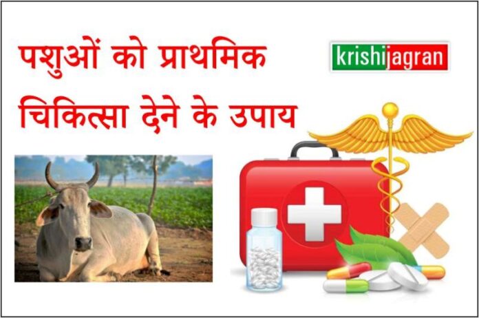पशुओ में फ्रैक्चर देखभाल और निदान