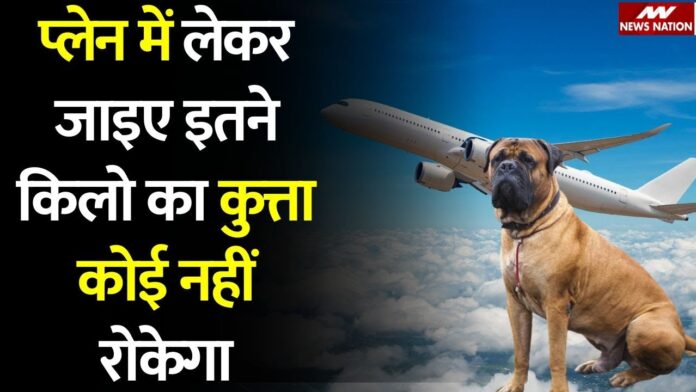 पेट के साथ एरोप्लेन में यात्रा कैसे करें