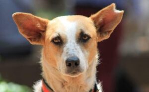 A dog with one of its ear notched