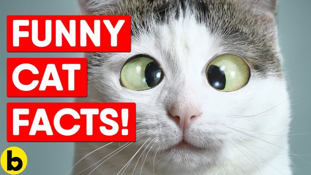 Amazing Fun and Interesting Facts about Cats - Pashudhan Praharee