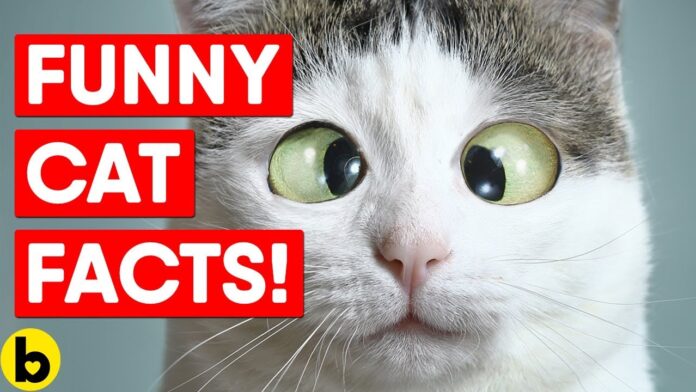 Amazing Fun and Interesting Facts about Cats