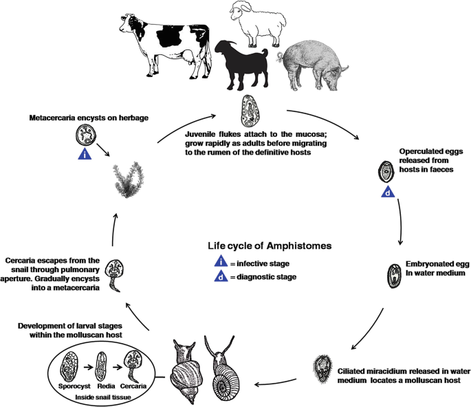 Amphistomiasis in Livestock in Haryana - Pashudhan Praharee | Pet Care Blog