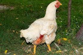 CANABLISM IN POULTRY