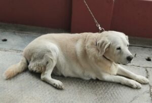 CANINE OBESITY