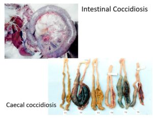 COCCIDIOSIS