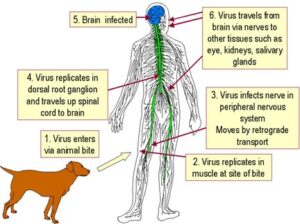 Common Carriers of Rabies