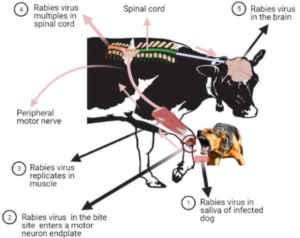 Common Carriers of Rabies