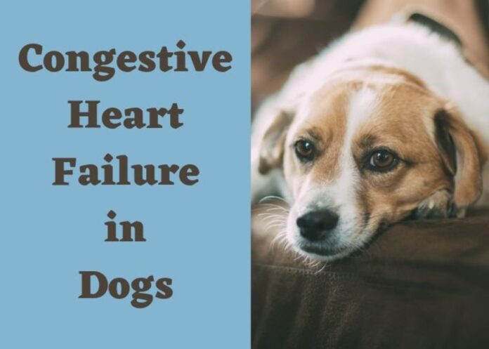 Congestive Heart Failure in Dogs
