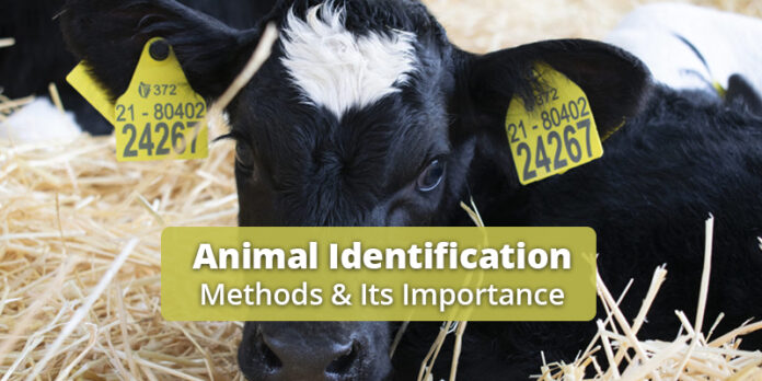 Different Methods of Animal Identification Techniques
