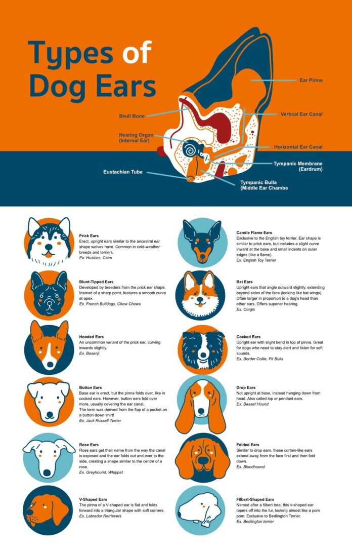 Different Types of Dog Ears