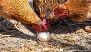 EGG EATING BY POULTRY