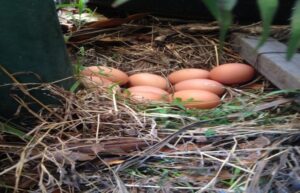 EGG HIDING