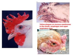 FOWL POX or AVIAN POX