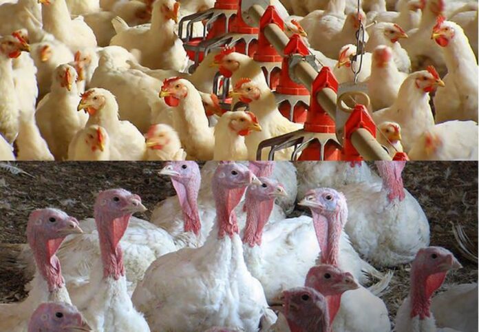 Farmers to approach Supreme Court against India-U.S. deal on poultry