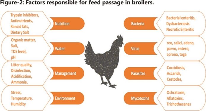 Feed Passage Syndrome (FPS) in broilers