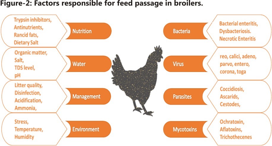 PDF) STUDY OF ECONOMIC CONSEQUENCES OF EXOGENOUS HORMONES IN POST PEAK  PRODUCTION PERIOD OF OLD LAYER HENS