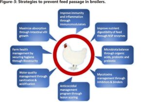 Feed Passage Syndrome (FPS) in broilers