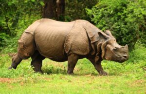 Great Indian one-horned rhinoceros