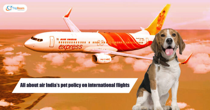 Travelling with pets in Air India : Guidelines & Rules for Carrying Pets on International Flights