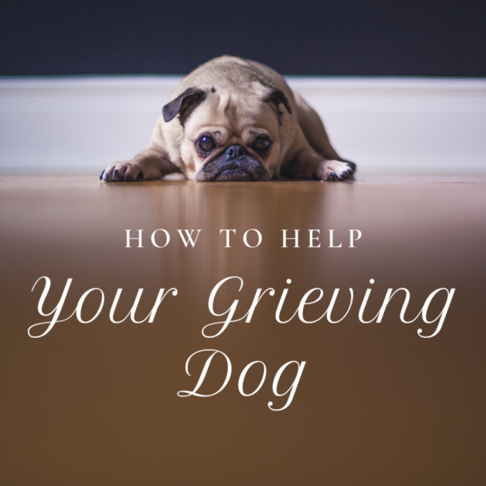 How to Help a Dog That Is Grieving the Loss of Another Dog 