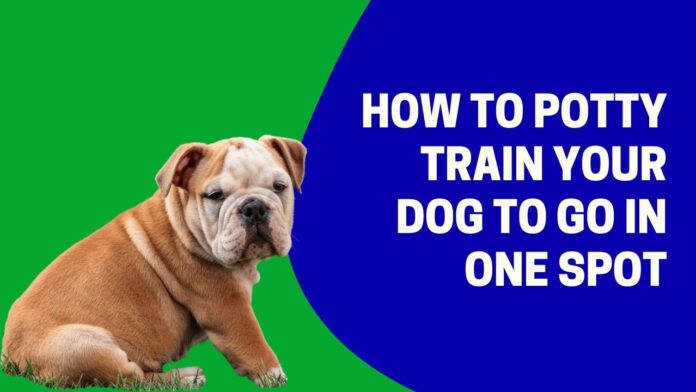 How to Teach Your Dog to Go Pee and Poop in One Spot