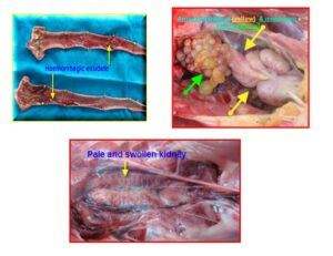 INFECTIOUS BRONCHITIS (IB)