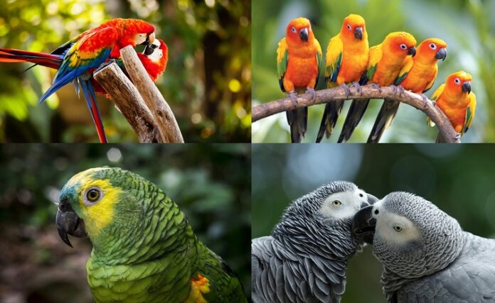 Interesting facts about parrots