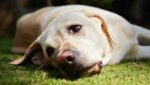 KNOWING THE PSYCHOLOGY OF HUMAN –PET ANIMAL BONDS :COPING THE GRIEF AND LOSS OF PETS OR PET OWNER