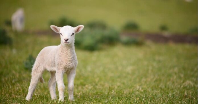 Lambs at Farm