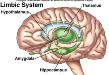 Limbic system