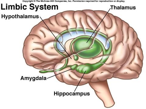 Limbic system Limbic system