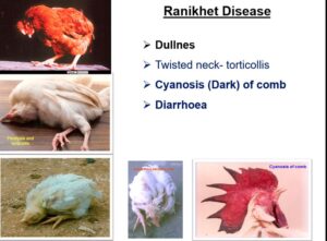 NEWCASTLE DISEASE (RD)