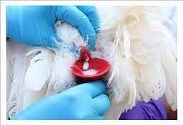 Semen extraction