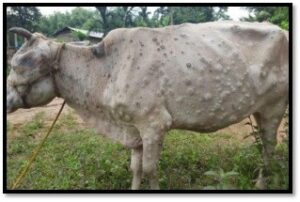 Showing Skin Lesions of LSD in Cattle