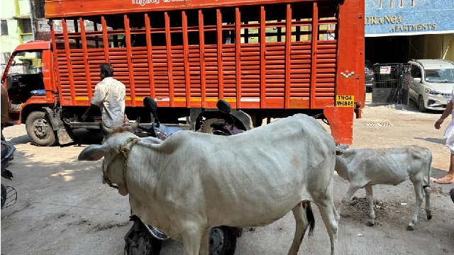 Stray Cattle Stray Cattle