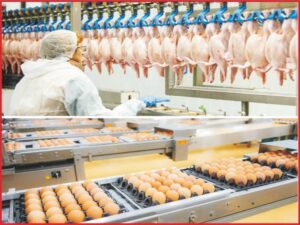 Automation in checking of poultry products