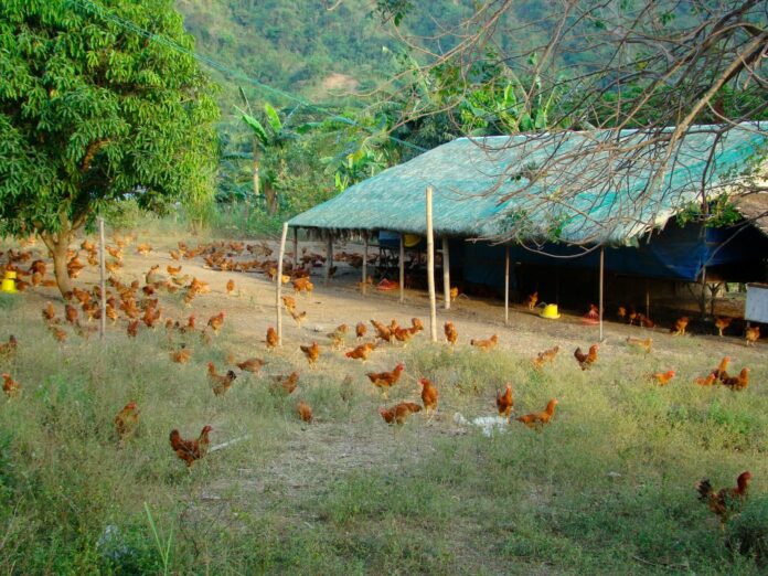 CONCEPT of BACKYARD POULTRY FARMING IN CLUSTER