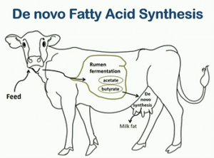 De Novo fatty acid