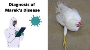 Diagnosis of Marek’s Disease