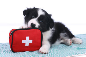 FIRST AID POCKET HANDBOOK FOR STRAY DOGS & PETS