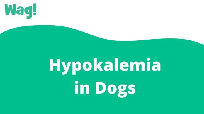 HYPOKALEMIA IN DOGS